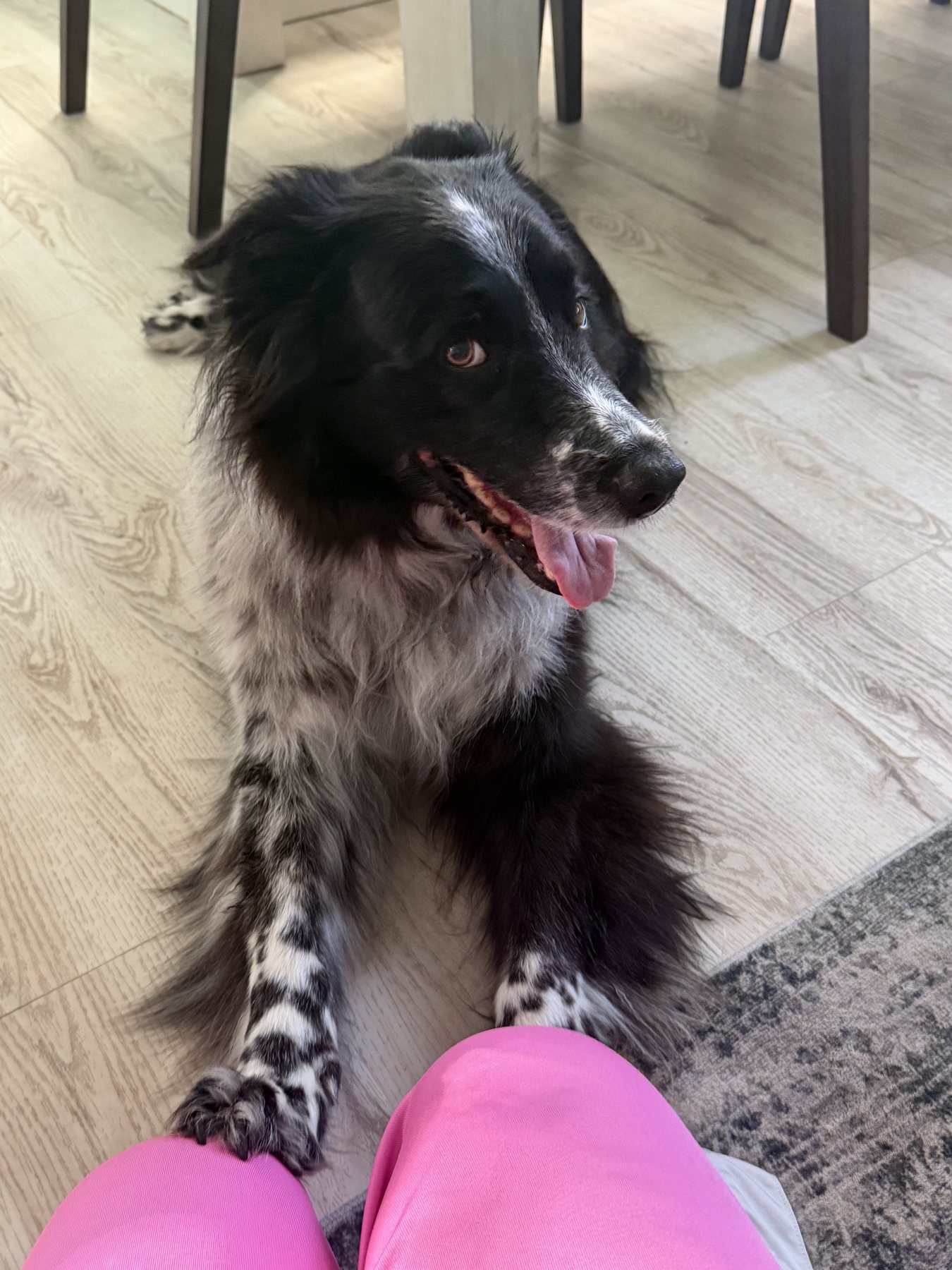 A black-and-white dog sitting attentively