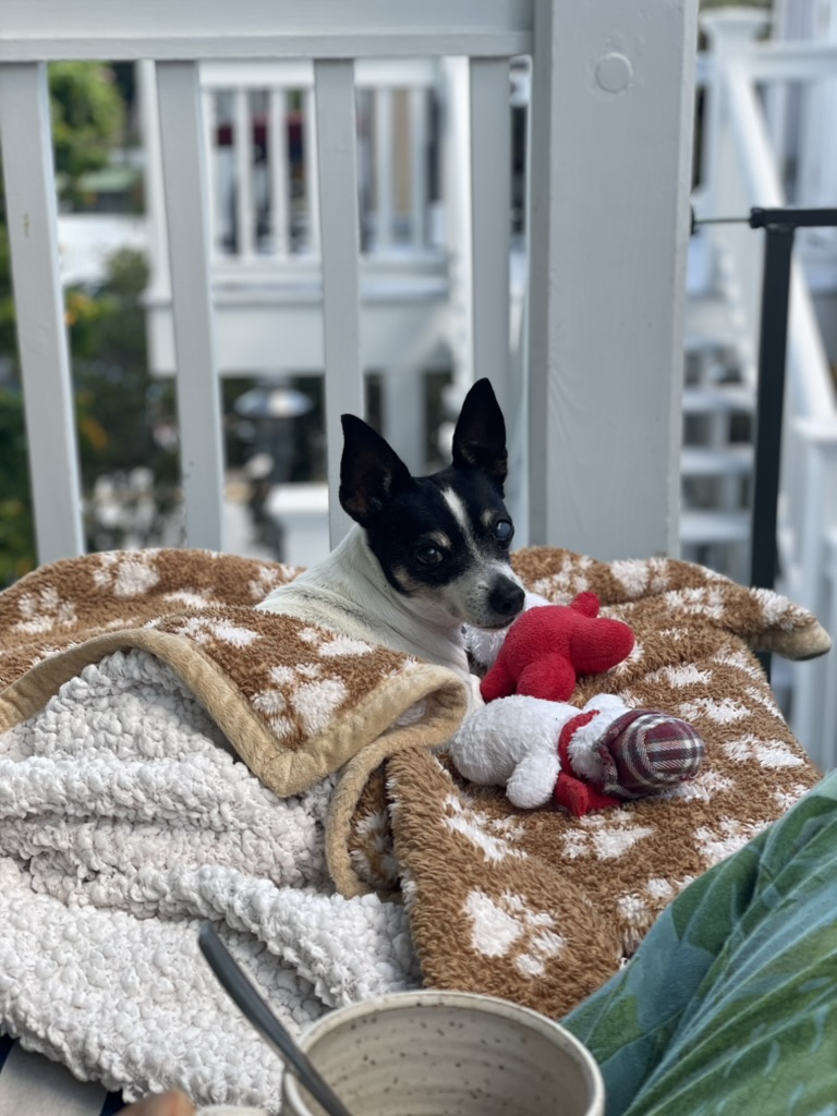 A small black-and-white dog tucked into blankets with toys on a balcony