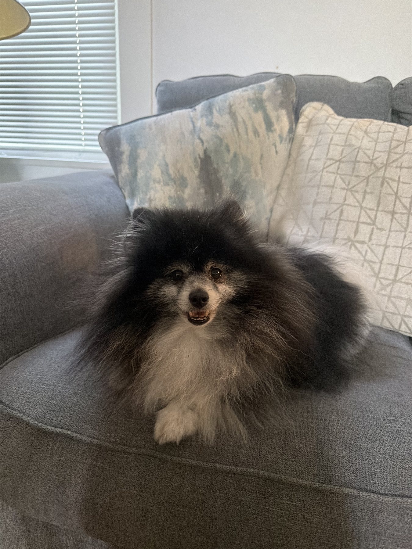 A fluffy black-and-white dog relaxing on a sofa