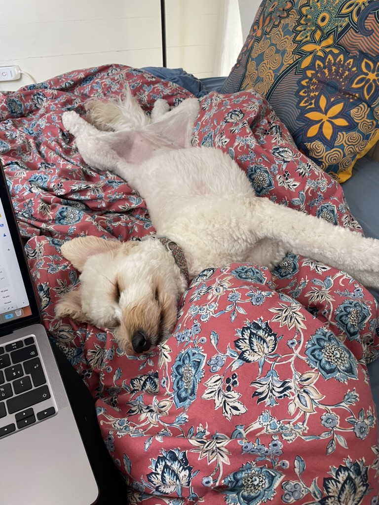 A relaxed white dog sleeping comfortably beside a laptop