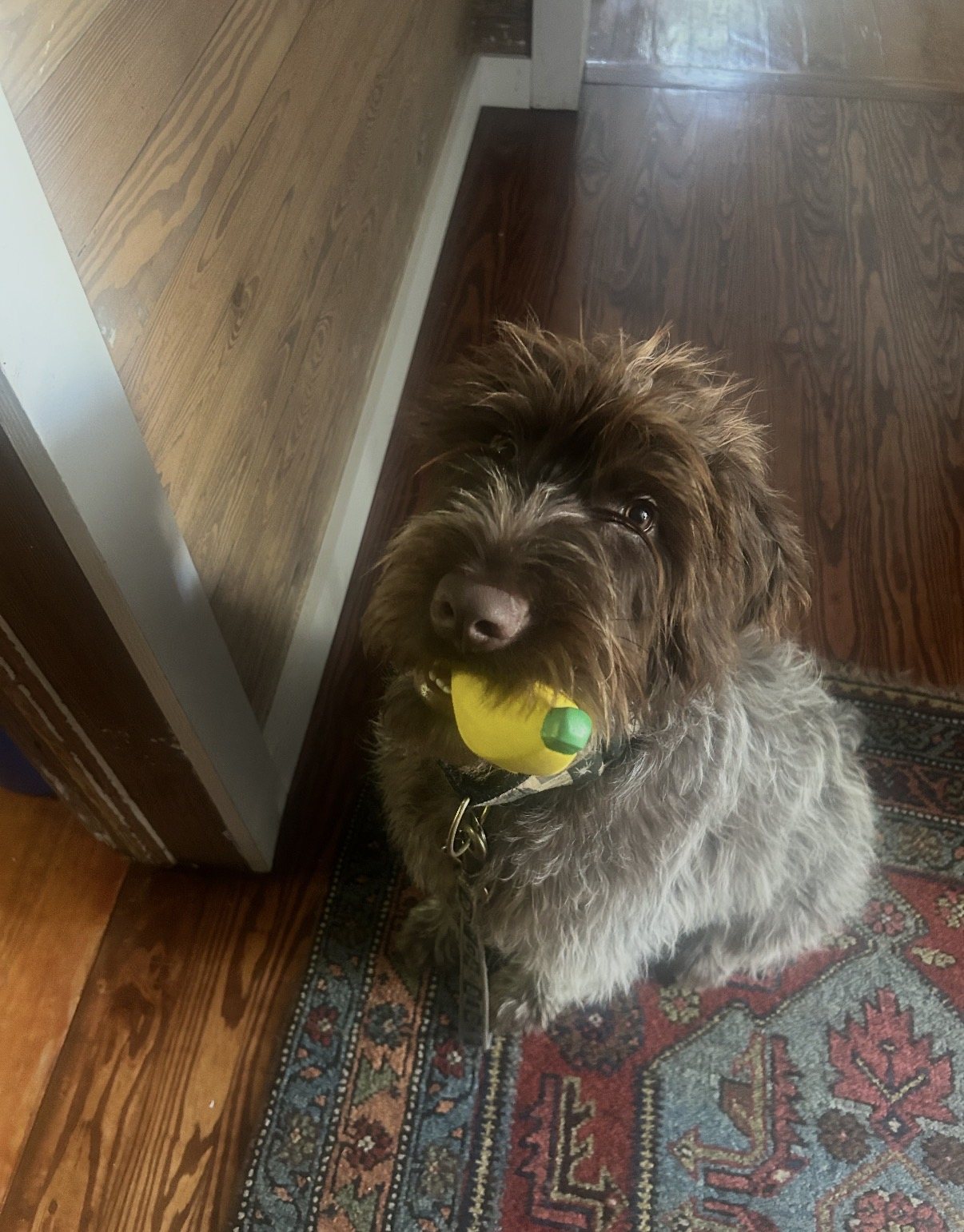 A shaggy dog holding a yellow toy