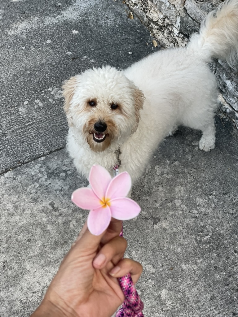 A happy white dog enjoying a walk near a pink flower