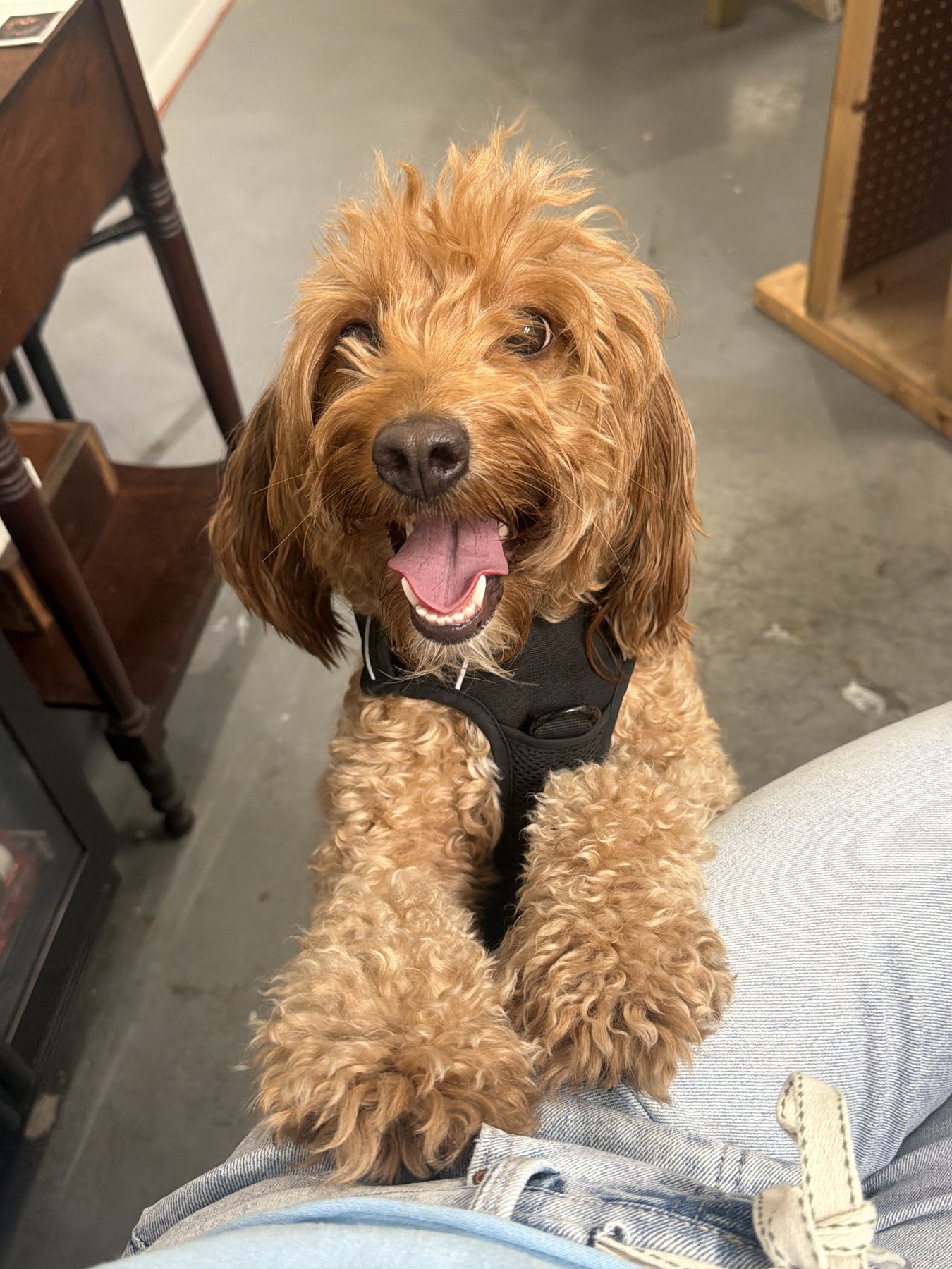A happy brown dog looking up