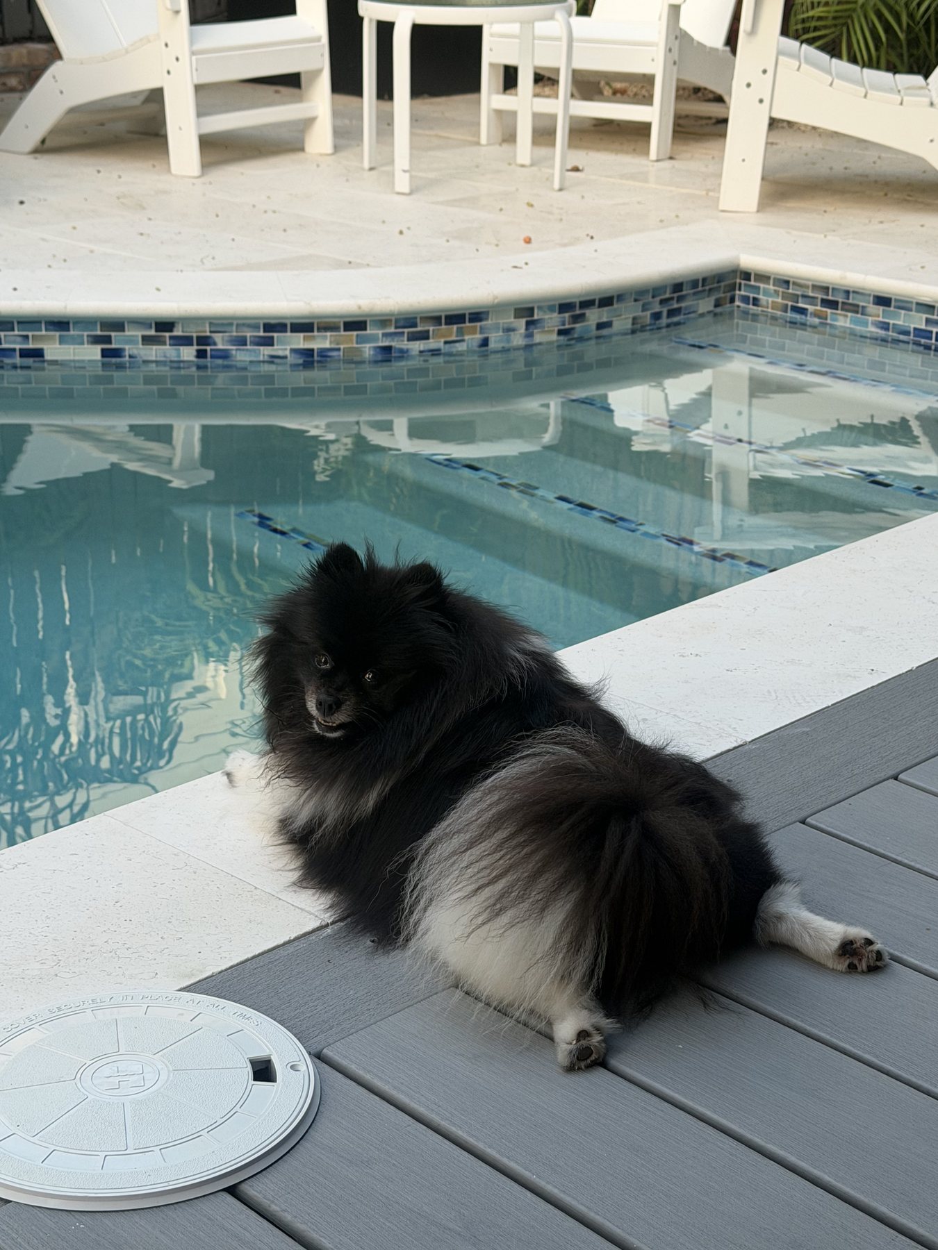 A fluffy black-and-white dog relaxing beside a pool